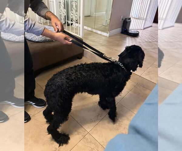 Medium Photo #7 Mutt Puppy For Sale in Valrico, FL, USA