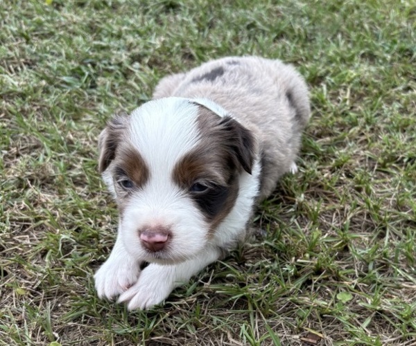 Medium Photo #1 Miniature Australian Shepherd Puppy For Sale in BEEBE, AR, USA