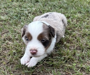 Medium Miniature Australian Shepherd