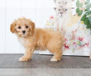 Cavapoo Puppy for sale in BEL AIR, MD, USA