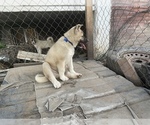 Small Photo #15 Akita Puppy For Sale in FLORISSANT, MO, USA