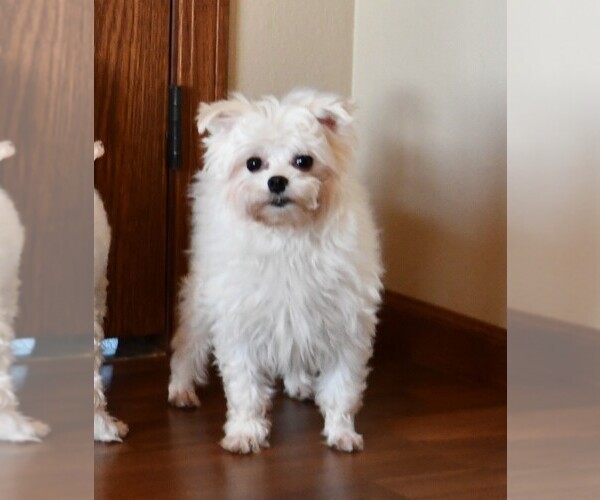 Medium Photo #1 Maltese Puppy For Sale in ROCK VALLEY, IA, USA