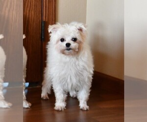 Mother of the Maltese puppies born on 04/14/2025