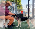 Small #1 German Shepherd Dog