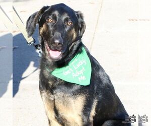 Mutt Dogs for adoption in Washington, DC, USA