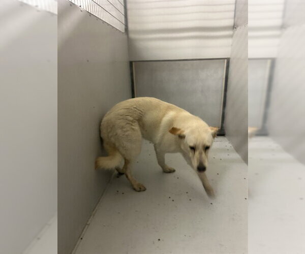Medium Photo #1 German Shepherd Dog Puppy For Sale in Conroe, TX, USA