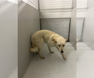 German Shepherd Dog Dogs for adoption in Conroe, TX, USA
