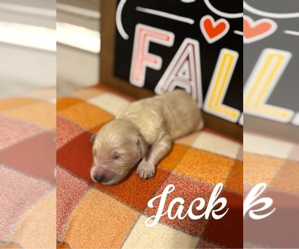 Medium Photo #3 Goldendoodle Puppy For Sale in RED OAK, TX, USA