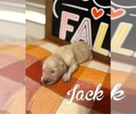 Small #2 Goldendoodle