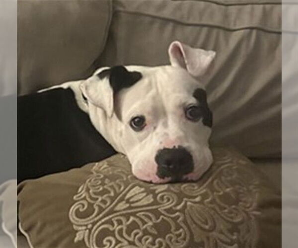 Medium Photo #2 Boxer Puppy For Sale in Louisville, KY, USA