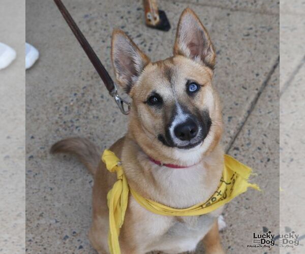 Medium Photo #13 Chihuahua-Unknown Mix Puppy For Sale in Washington, DC, USA