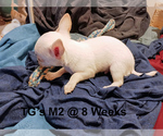 Small #3 Chihuahua