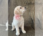 Small Photo #12 Labrador Retriever Puppy For Sale in MURRIETA, CA, USA