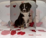 Small #8 Australian Shepherd