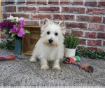 Small #5 West Highland White Terrier