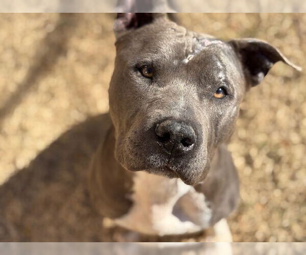 Medium Photo #1 Mutt Puppy For Sale in Tulsa, OK, USA