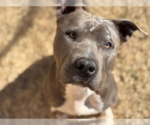 Mutt Dogs for adoption in Tulsa, OK, USA