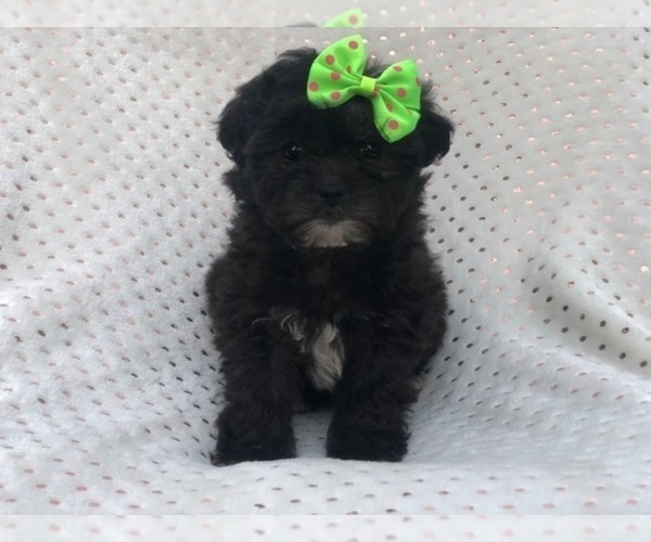 Medium Photo #6 Shih-Poo Puppy For Sale in LAKELAND, FL, USA