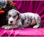 Small #6 Great Dane