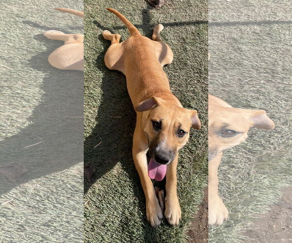 Medium Photo #4 American Staffordshire Terrier-Unknown Mix Puppy For Sale in Tracy City, TN, USA