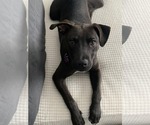 Small #9 American Pit Bull Terrier Mix