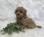 Small #5 Goldendoodle (Miniature)