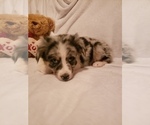 Small Photo #5 Australian Shepherd Puppy For Sale in BRIGGSDALE, CO, USA