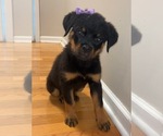 Small #5 Rottweiler