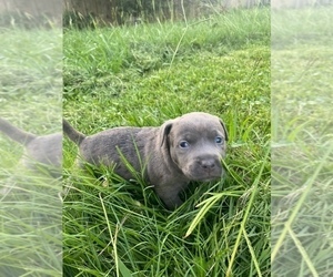 American Pit Bull Terrier Puppy for sale in OLIVE BRANCH, MS, USA