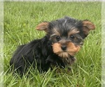 Small #3 Yorkshire Terrier