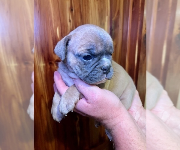 Medium Photo #8 Bulldog Puppy For Sale in GREERS FERRY, AR, USA