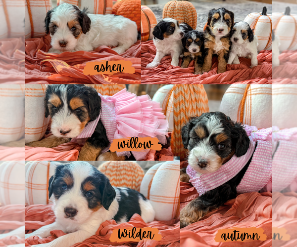 Medium Photo #1 Miniature Bernedoodle Puppy For Sale in WOODSTOCK, GA, USA
