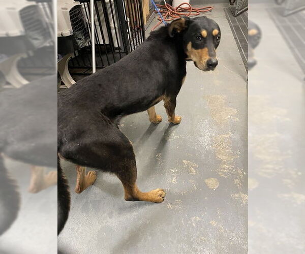 Medium Photo #1 Doberman Pinscher Puppy For Sale in Stockton, CA, USA
