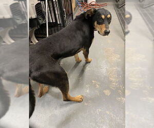 Doberman Pinscher Dogs for adoption in Stockton, CA, USA
