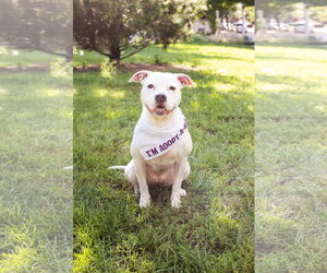 Cortina - Female Mutt Dog for Adoption - Photo #6