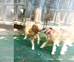 Small Photo #6 Golden Retriever Puppy For Sale in MIDWAY, UT, USA