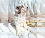 Small #6 Goldendoodle (Miniature)