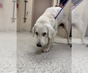 Great Pyrenees Dogs for adoption in Conroe, TX, USA