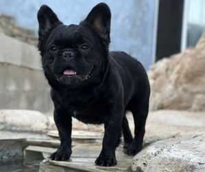 French Bulldog Puppy for sale in JAMUL, CA, USA