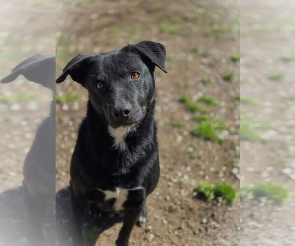 Medium Photo #2 Mutt Puppy For Sale in Crandall, GA, USA