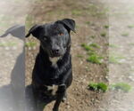 Small #1 Mutt