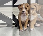 Puppy Puppy 2 Boxer