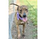 Small #1 American Pit Bull Terrier Mix
