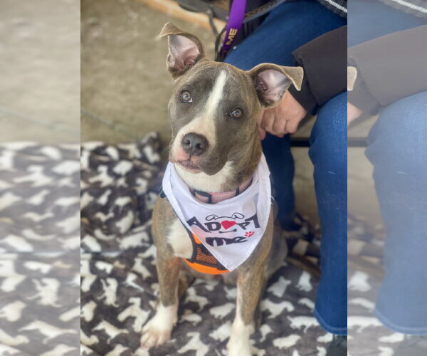 Medium Photo #4 Mutt Puppy For Sale in Mount Laurel, NJ, USA