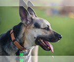 Small Photo #9 German Shepherd Dog-Unknown Mix Puppy For Sale in Pompano Beach , FL, USA