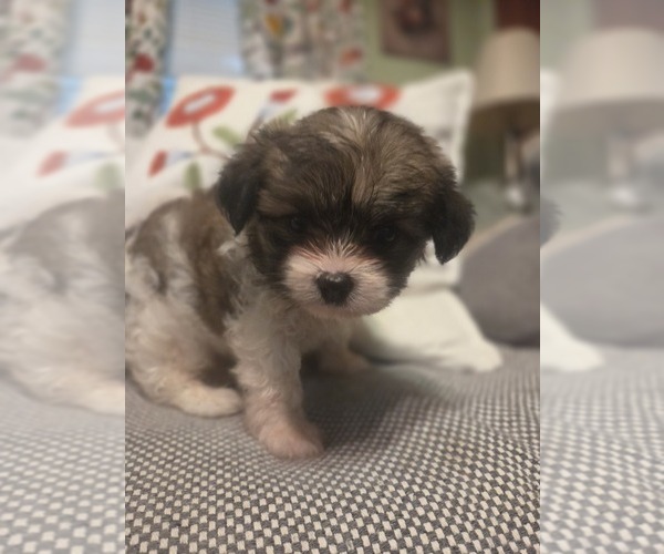 Medium Photo #27 Maltipom Puppy For Sale in HUDSON, MA, USA