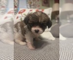Small #26 Maltipom