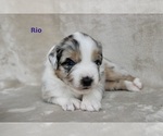 Puppy Rio Miniature Australian Shepherd
