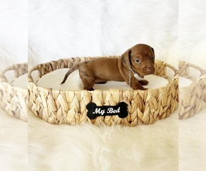 Dachshund Puppy for sale in DAVIS, CA, USA