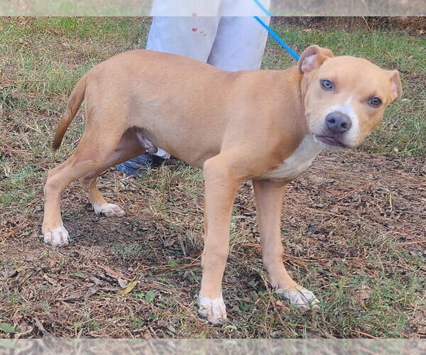 Medium Photo #3 American Pit Bull Terrier-Labrador Retriever Mix Puppy For Sale in Wetumpka, AL, USA